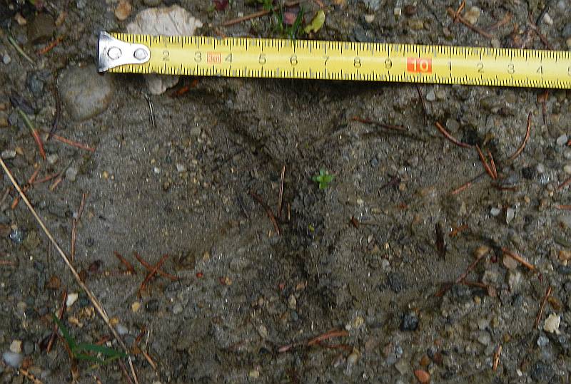 Eine Wolfspur, gute 12cm lang.